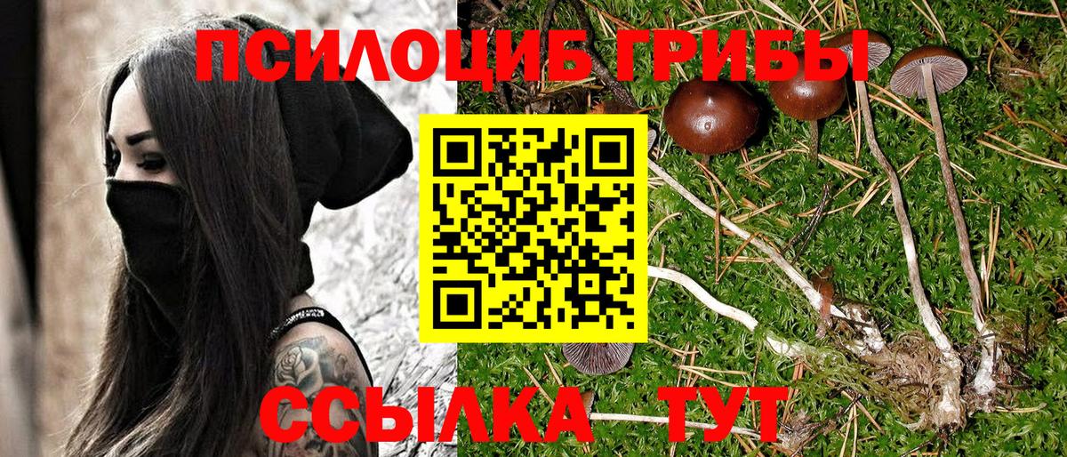 Псилоцибиновые грибы мицелий Наро-Фоминск